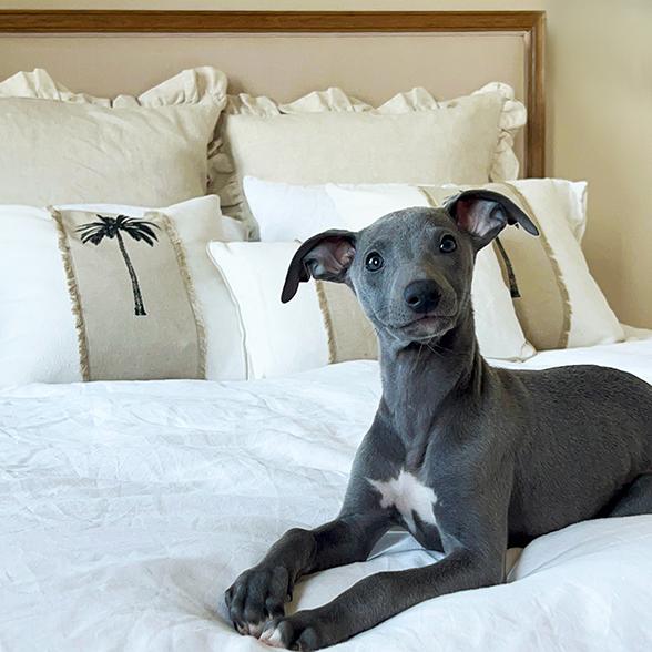 Why Having A Pet On Your Bed Can Help You Sleep